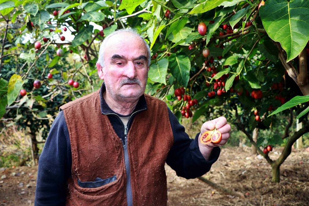 İlk kez görenler şaşkınlıkla izliyor: Bu domates ağaçtan toplanıyor! Yıllar önce o ülkeden getirdi, bu sezon bolluk yaşanıyor 2